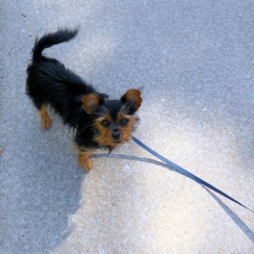 Lulu is a Yorkie-Chihuahua mix.